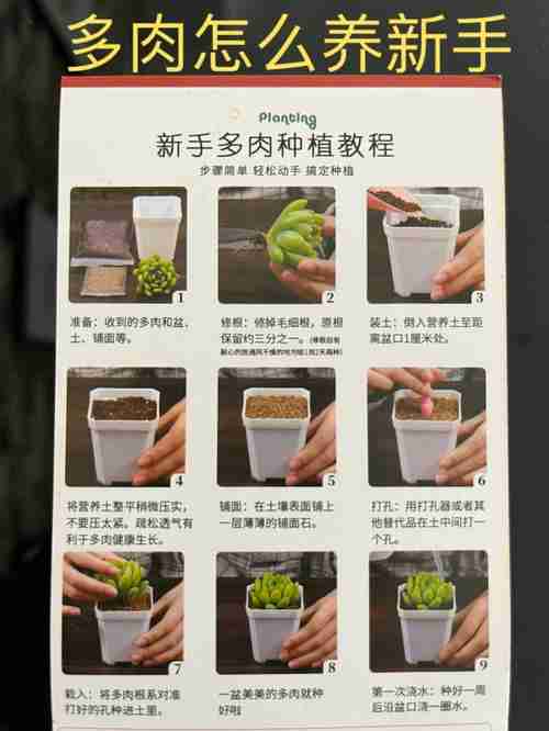 在澳洲如何用冲浪板种多肉？揭秘当地人5大生存智慧